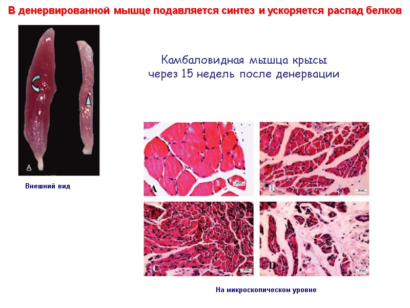 В денервированной мышце подавляется синтез и ускоряется распад белков  Камбаловидная мышца крысы 